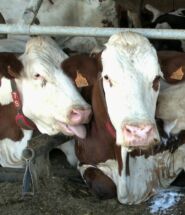 Portrait de vaches par temps de canicule